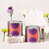 Classic Bundle Collection | Coconut Soy